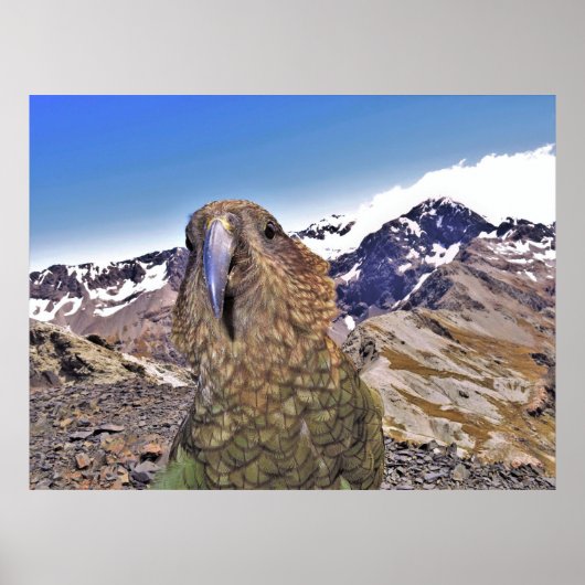 Kurious Kea Poster (Voorkant)