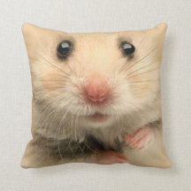 Kussenhuisdier hamster