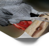 Kust African Gray Parrots Cute Bird Poster (Hoek)