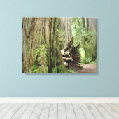 Kust Redwood Bomen Canvas Prints Bossen (Insitu (Houten vloer))