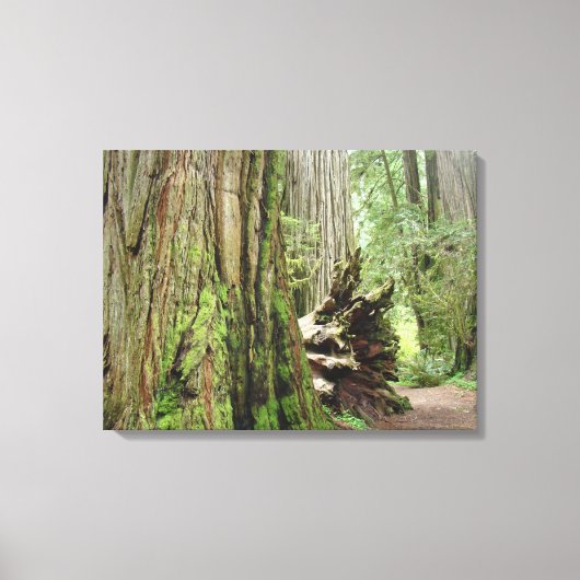 Kust Redwood Bomen Canvas Prints Bossen (Voorkant)