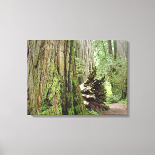 Kust Redwood Bomen Canvas Prints Bossen