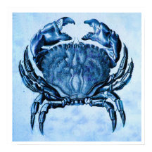 Kustafdruk — blauwe krab