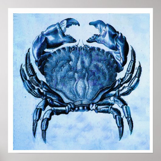 Kustafdruk — blauwe krab poster (Voorkant)