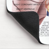 Kustanatomiemuispad Muismat (Hoek)