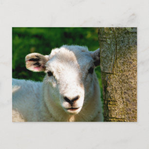 KUSTBEELDING BRIEFKAART