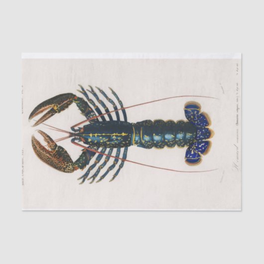 kustblauwe langoesten waterverf tissuepapier (Voorkant)