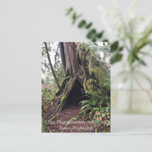 Kustbos, ontgoocheling Kaapverdië, WA Briefkaart (Staand voorkant)