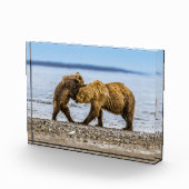 Kustbruine beren fotoblokken (Rechts)