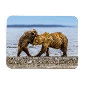 Kustbruine beren magneet (Horizontaal)