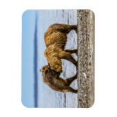 Kustbruine beren magneet (Verticaal)