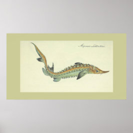 Kustdruk - visdruk poster