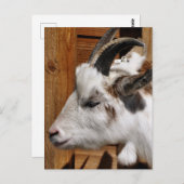 KUSTGOAT BRIEFKAART (Voorkant / Achterkant)