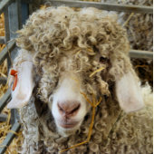 KUSTGOAT BUTTON FLESOPENER