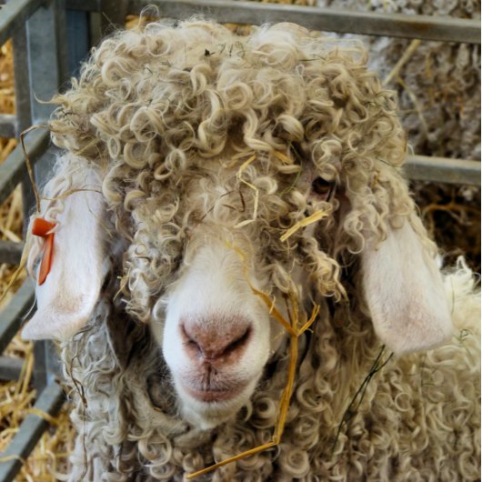 KUSTGOAT BUTTON FLESOPENER