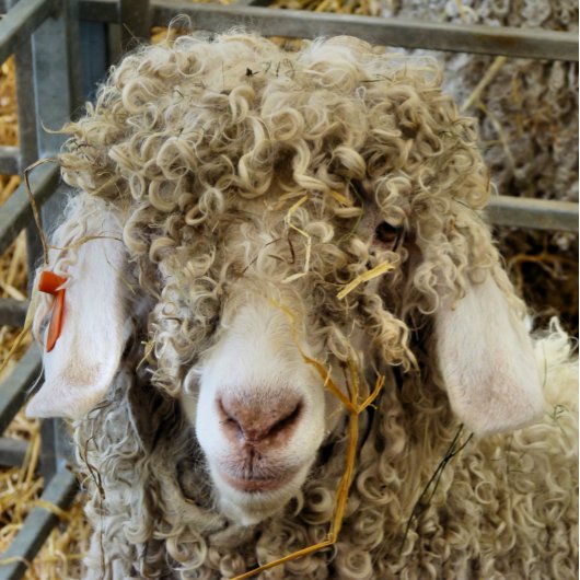 KUSTGOAT FOTOBLOKKEN