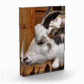 KUSTGOAT FOTOBLOKKEN (Links)