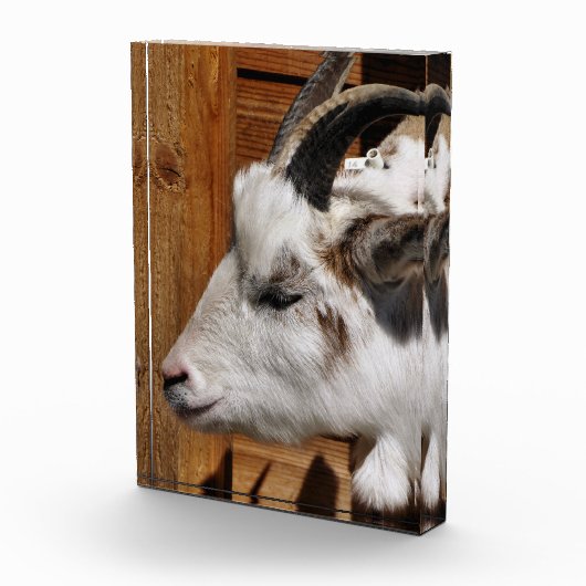 KUSTGOAT FOTOBLOKKEN (Rechts)