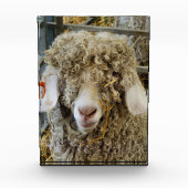 KUSTGOAT FOTOBLOKKEN (Voorkant)