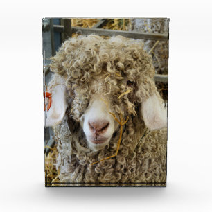 KUSTGOAT FOTOBLOKKEN