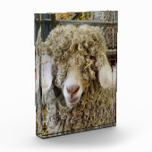 KUSTGOAT FOTOBLOKKEN (Links)