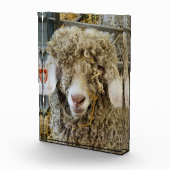 KUSTGOAT FOTOBLOKKEN (Rechts)