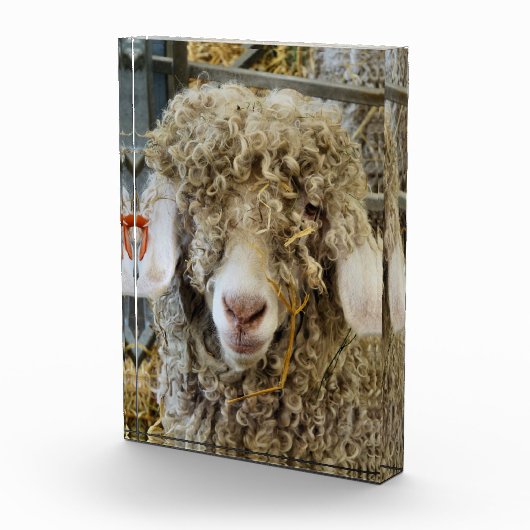 KUSTGOAT FOTOBLOKKEN (Rechts)