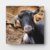 KUSTGOAT FOTOPLAAT (Voorkant)