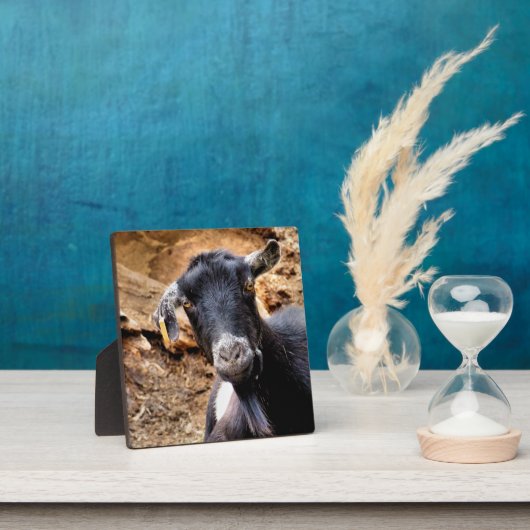 KUSTGOAT FOTOPLAAT (Insitu)