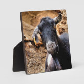 KUSTGOAT FOTOPLAAT (Voorkant)