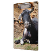 KUSTGOAT KLEMBORD (Links)