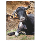 KUSTGOAT KLEMBORD (Achterkant)