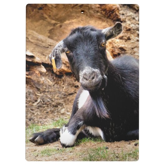 KUSTGOAT KLEMBORD (Achterkant)