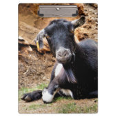 KUSTGOAT KLEMBORD (Voorkant)