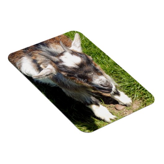 KUSTGOAT MAGNEET (Rechterzijde)
