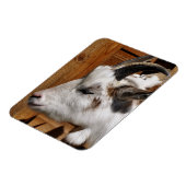 KUSTGOAT MAGNEET (Linkerzijde)