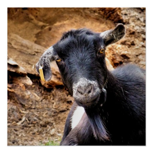 KUSTGOAT PERFECT POSTER (Voorkant)