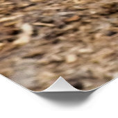 KUSTGOAT PERFECT POSTER (Hoek)