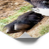 KUSTGOAT POSTER (Hoek)