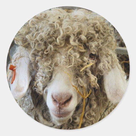 KUSTGOAT RONDE STICKER (Voorkant)