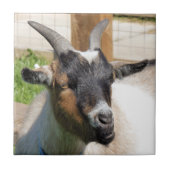 KUSTGOAT TEGELTJE (Voorkant)