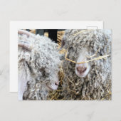 KUSTGOTEN BRIEFKAART (Voorkant / Achterkant)