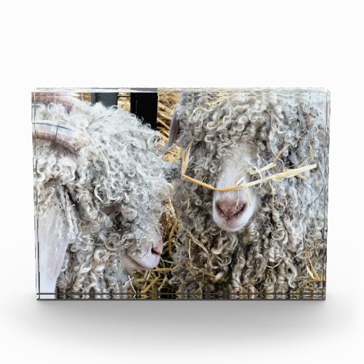 KUSTGOTEN FOTOBLOKKEN (Voorkant)