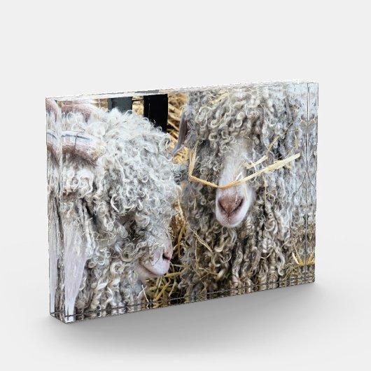 KUSTGOTEN FOTOBLOKKEN (Links)