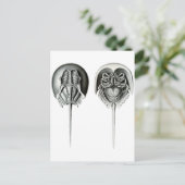 Kustkrab Hoefijzer Briefkaart (Staand voorkant)