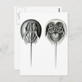 Kustkrab Hoefijzer Briefkaart (Voorkant / Achterkant)