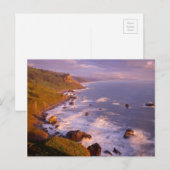 kustlijn van kustmammoetbomen, Californië Briefkaart (Voorkant / Achterkant)