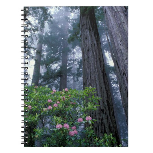 kustmammoetbomen en roodendrons notitieboek (Voorkant)