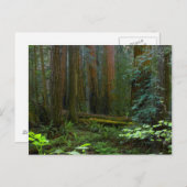 kustmammoetbomen in Muir Bossen National Park Briefkaart (Voorkant / Achterkant)