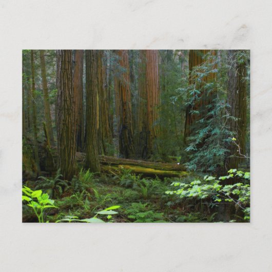 kustmammoetbomen in Muir Bossen National Park Briefkaart (Voorkant)